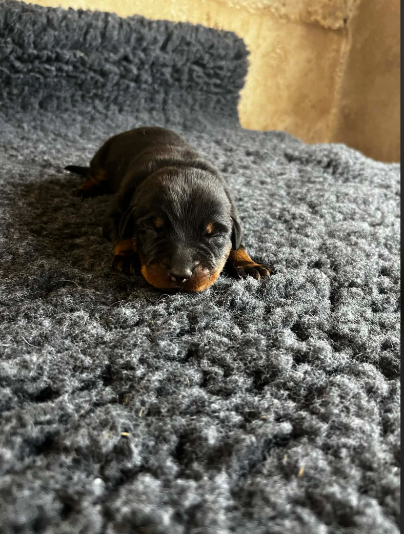 De La Plaine Des Eoliennes - Chiots disponibles - Berger de Beauce