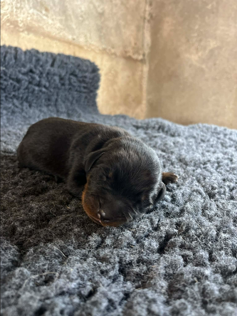 De La Plaine Des Eoliennes - Chiots disponibles - Berger de Beauce