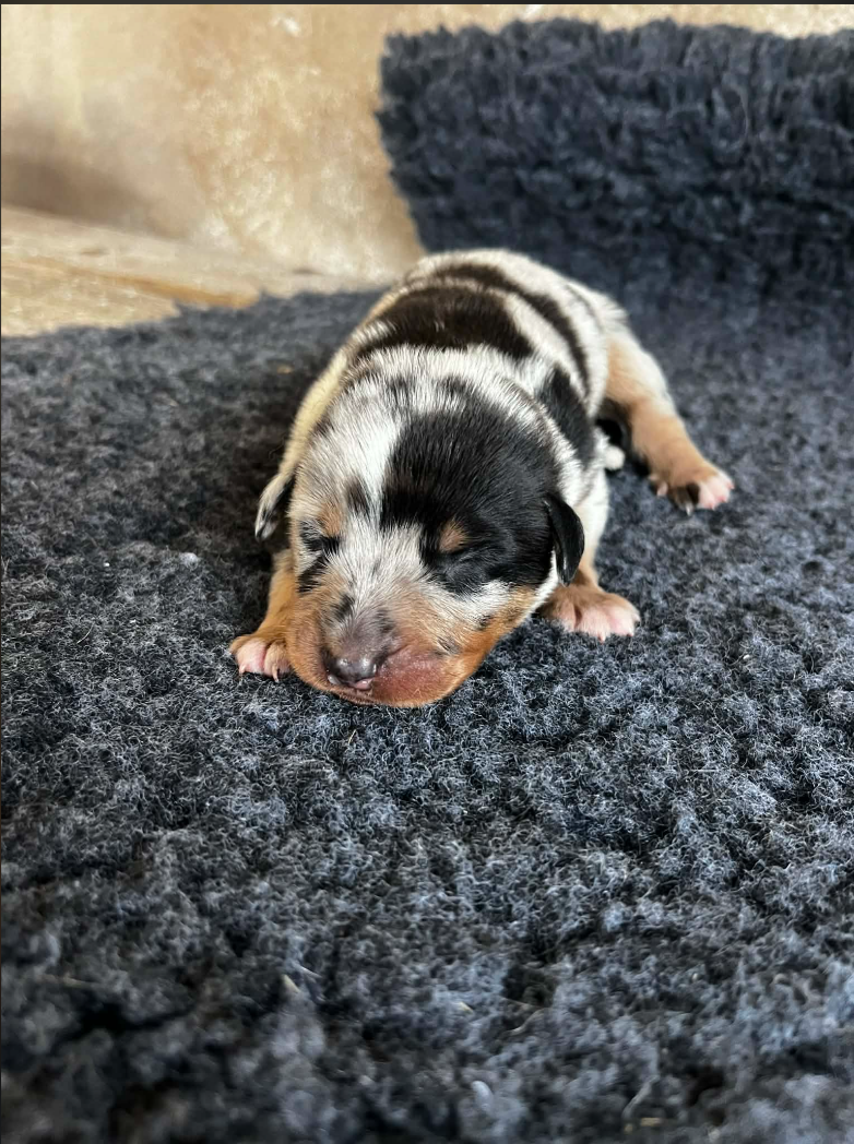 De La Plaine Des Eoliennes - Chiots disponibles - Berger de Beauce