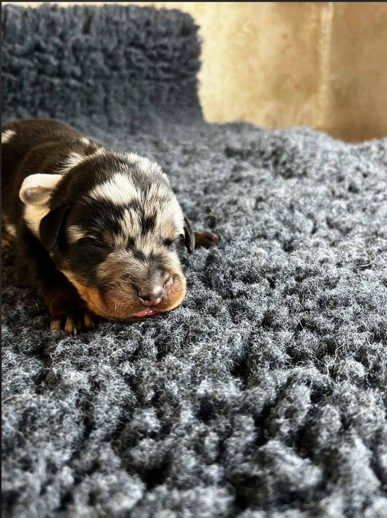 De La Plaine Des Eoliennes - Chiots disponibles - Berger de Beauce