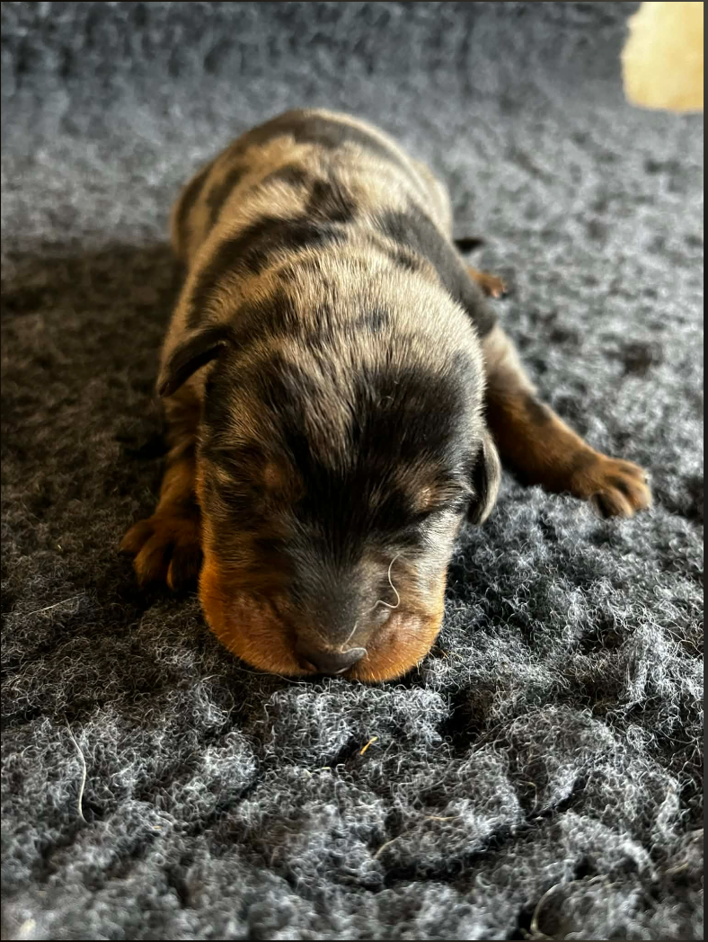 De La Plaine Des Eoliennes - Chiots disponibles - Berger de Beauce