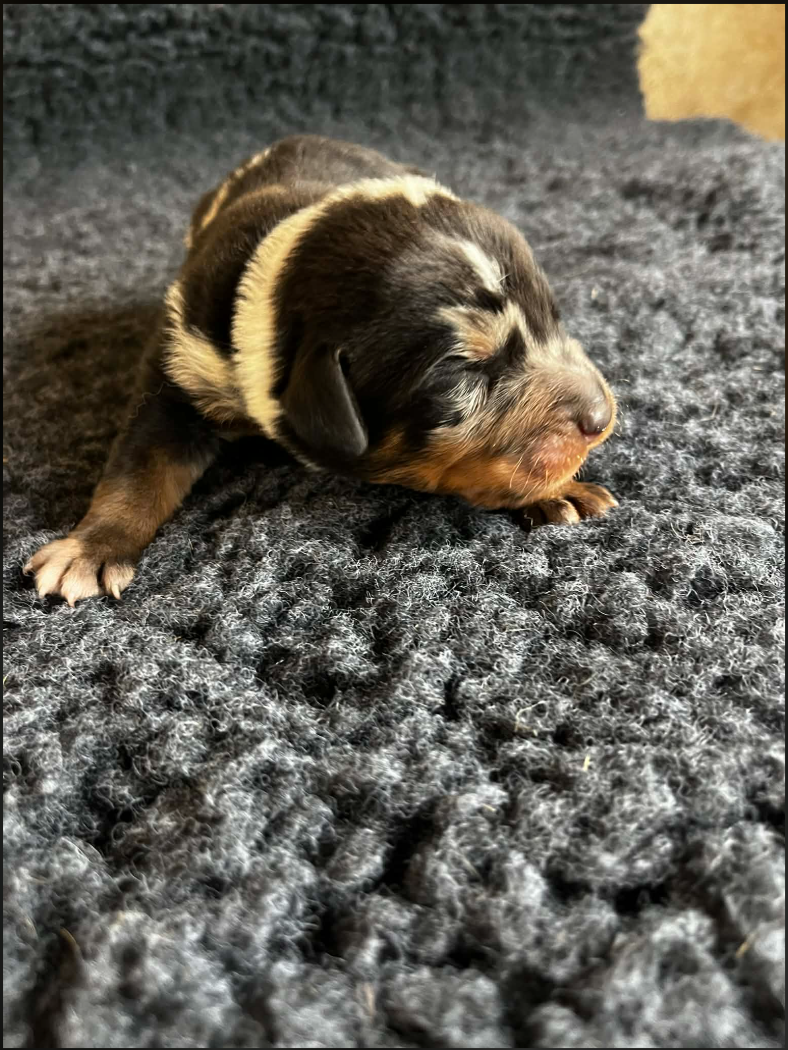 De La Plaine Des Eoliennes - Chiots disponibles - Berger de Beauce